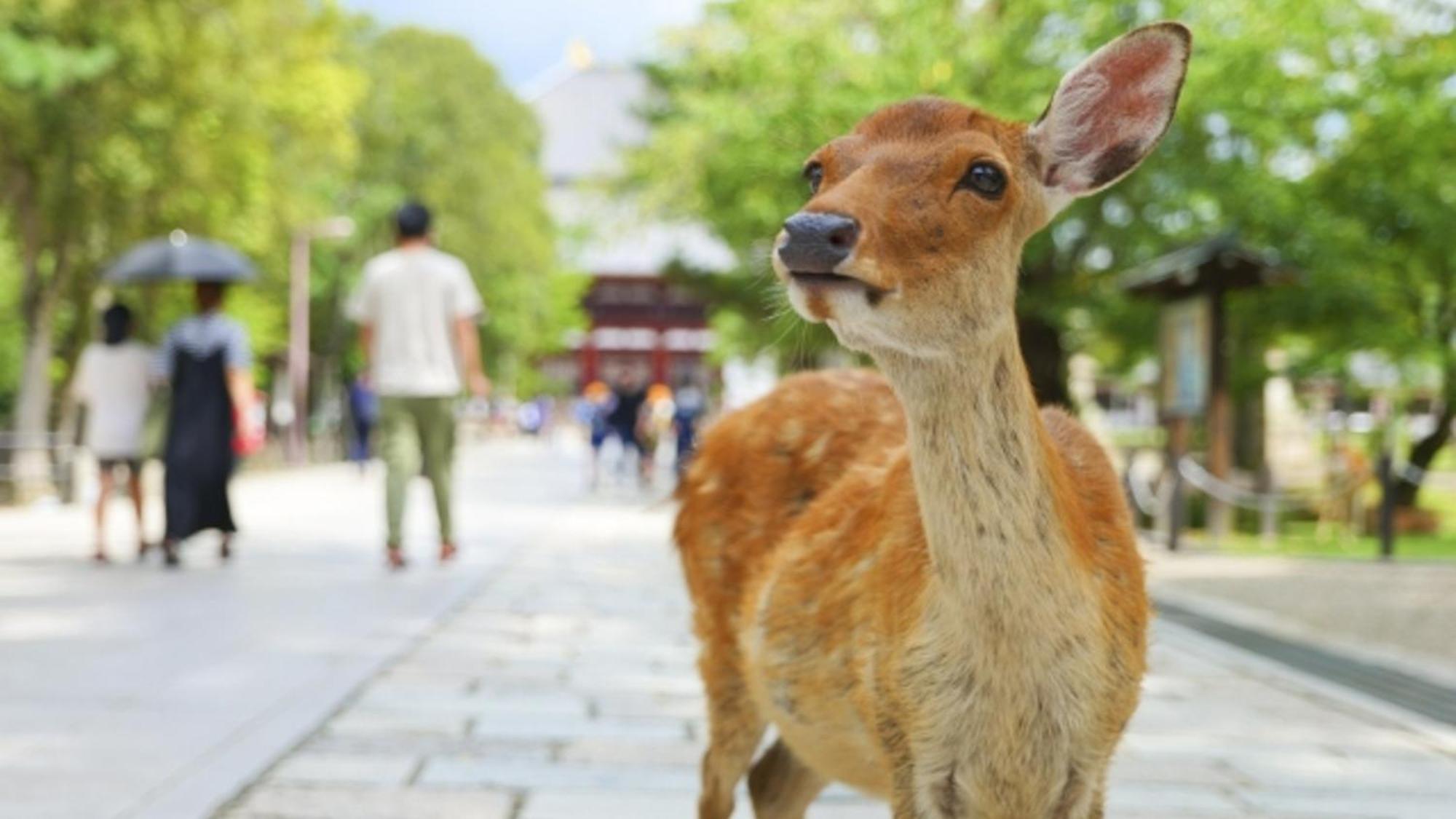 嵐 難波西 民宿 Bed And Breakfast Osaka Luaran gambar